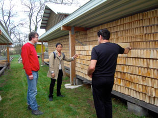 ไม้สนยุโรปสำหรับไวโอลิน รูป