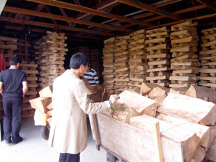 ไม้เมเปิ้ลยุโรปสำหรับไวโอลิน รูป