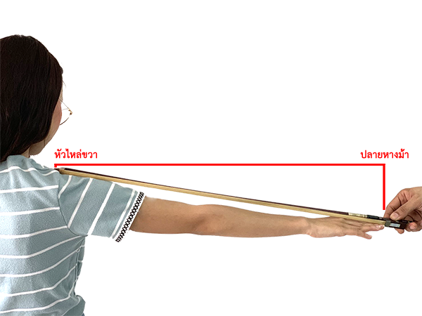 คู่มือขนาดคันชัก: หัวไหล่ขวาถึงปลายหางม้า