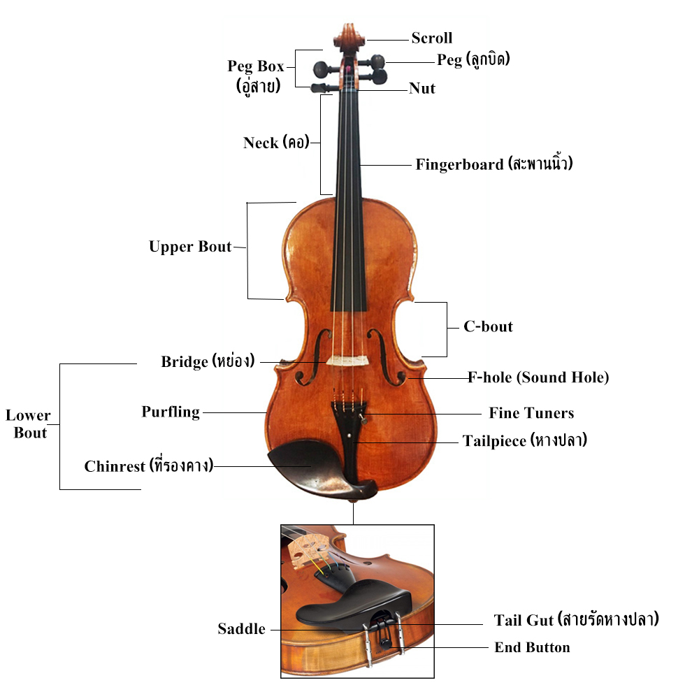 โครงสร้างภายนอกของไวโอลิน รูป