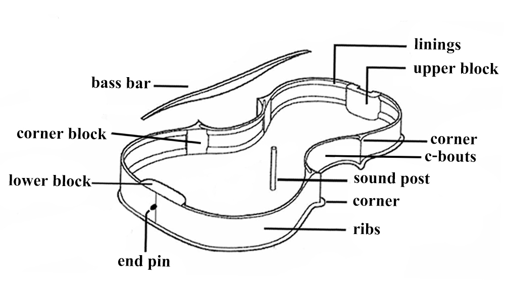 โครงสร้างภายในของไวโอลิน รูป