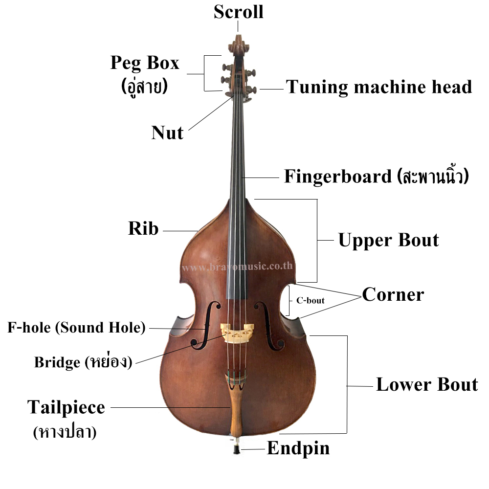 โครงสร้างของดับเบิลเบส รูป
